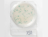  Compact Dry XSA ( )